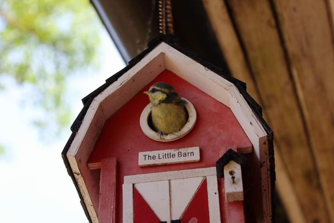 Namelis Nr 1 Adeles Sodyba Sturmai Exterior foto